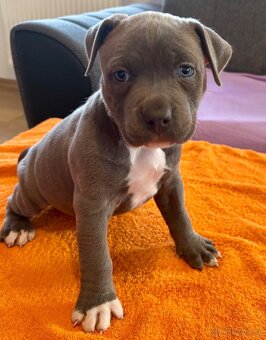 Americký Stafordširský Teriér - 3