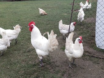 Prodej kohoutů bresse gauloise - 3