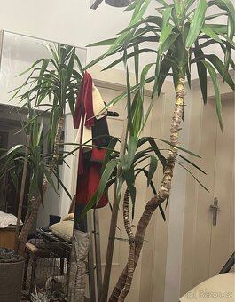 Pokojová květina - 3