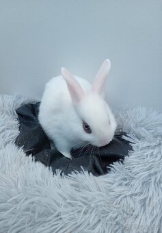 Zakrslý králíček I2 - 3