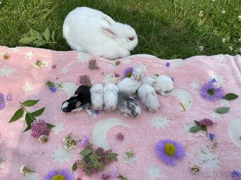 Zakrslí králíčci 🐰 lvíčci - 3