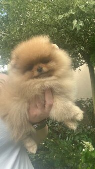 Pomeranian s pp FCI - 3