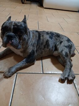 Francouzký buldoček - 3