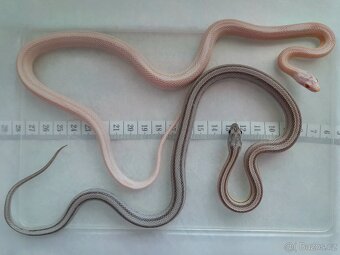 Užovka červená - vzrostlá mláďata - 3