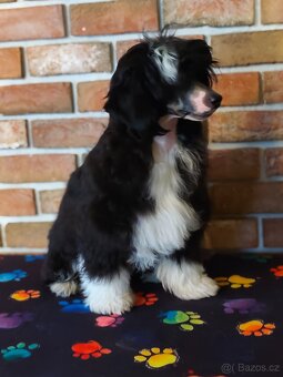 Čínský chocholatý pes osrstěný s PP - 3