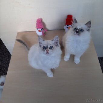 Prodám koťátka Ragdoll bez PP - 3