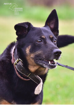 Darujeme nalezeného křížence - 3