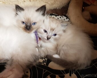 Rezervace ragdoll - 3