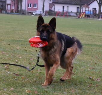 Německý Ovčák - 3