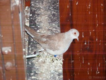 Holoubek diamantový - 3