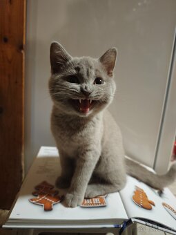 Britská koťátka - 3