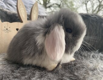 ❤️❤️miminka Minilop Kralicek Beránek - 3