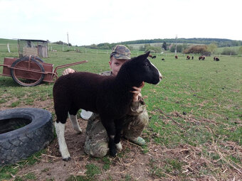 Prodám jehně beránka plemene Zwartbles - 3