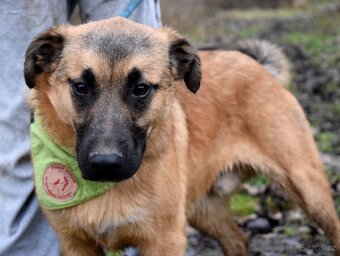 AMIGO K ADOPCI - 1 ROK, HRAVÝ, PŘÁTELSKÝ, VHODNÝ K DĚTEM - 3