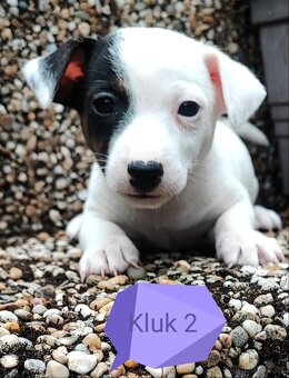 Jack Russel terier, kouzelná štěňátka - 3