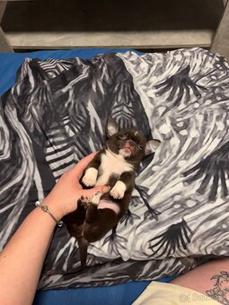 Čokoládový malinký nádherný chlapeček s PP FCI, Čivava - 3