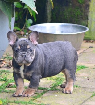 Francouzský buldoček s pp - 3