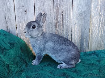 Zakrslý REX činčilový s PP - 3