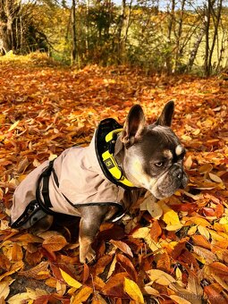 Francouzský buldoček KRYTÍ - 3