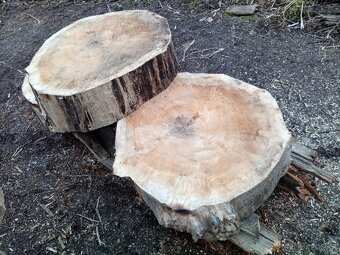 Dřevo na stůl, řez 20cm průměr až 80cm - 3