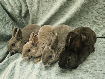 Zakrslý králíček - 3