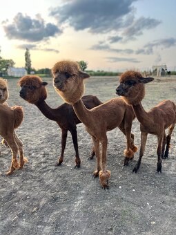 Lama alpaka - samice - 3