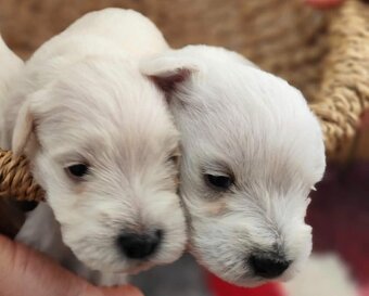 Knírač malý s PP - 3