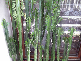 Vzrostlé Euphorbia trigona (pryšec trojboký, green) - 3