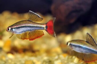 Akvarijní rybičky neonky mečovky endlerky kardinálky - 3