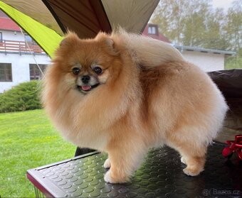 Pomeranian s PP FCI, fena - 3