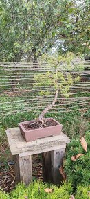 bonsai, bonsaj Modřín - 3