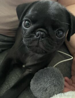 Mops - 3