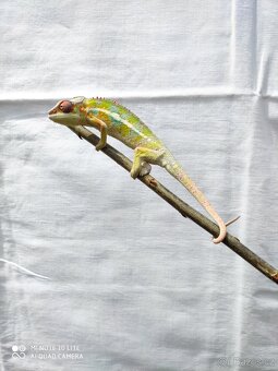chameleon pardálí, terárium - 3