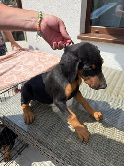 Šteňatá Doberman - 3