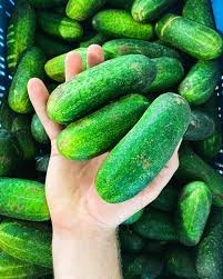 Okurky nakladačky - 3