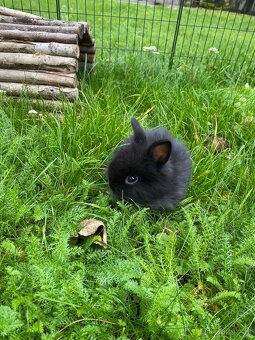 Zakrslý dlouhosrstý Teddy - 3