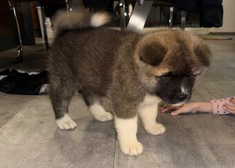 Štěňátka akity k odběru - 3