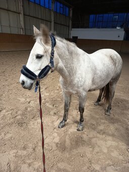 Pony B do sportu - 3