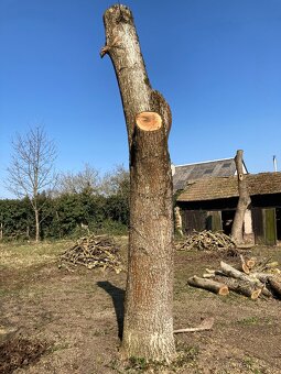 Kmeny ořechu - ořechové dřevo - 3