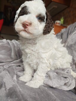 Pudl vícebarevný trpasličí - štěňátka s PP - 3