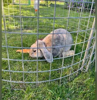 Méďa hledá nový domov - 3