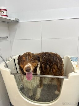 Koupání, stříhání, trimovaní, ozonoterapie - 3