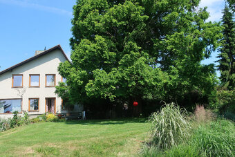 Prodám metasekvoje - 3