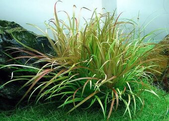 Blyxa Japonica - 3