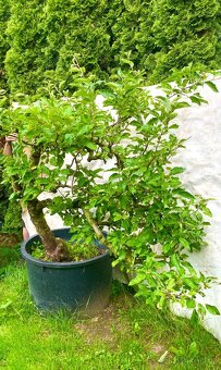 Jabloně basaie/yamadori - 3