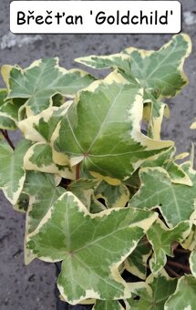 Břečťan (Hedera) - různé druhy - 3
