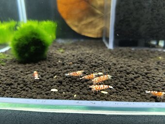 Caridina - Red Fancy Tiger - 3