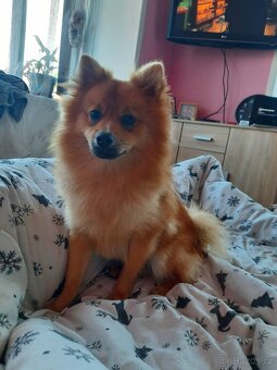 Pomeranian - 3