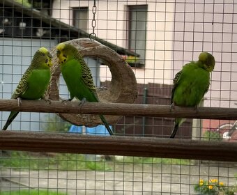 Andulka přírodní vlnkovaná - 3