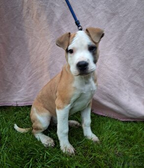 Pitbull, americký pitbull teriér štěně štěňata - 3